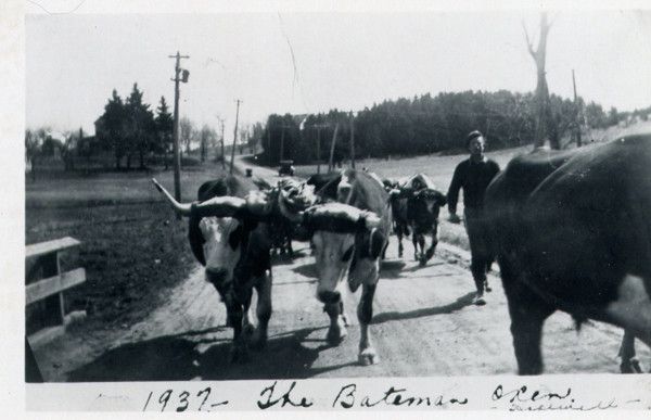 The Bateman Oxen 1937 398