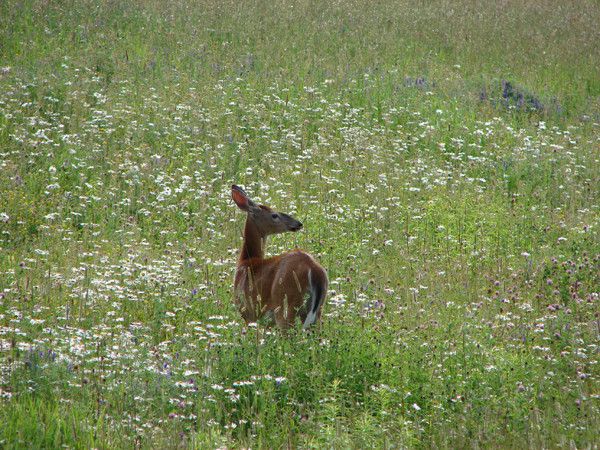 the east river valley 07809 122